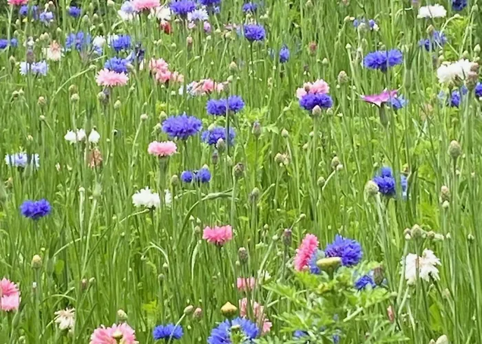 Bed and breakfast Familiale Namaste