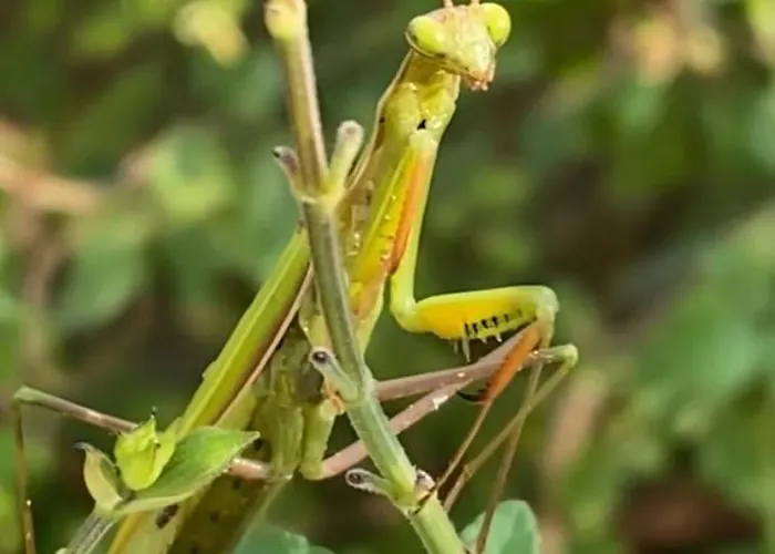 Bed and breakfast Familiale Namaste Rouvre