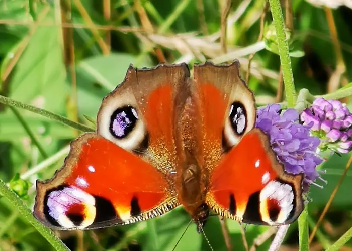 Bed and breakfast Familiale Namaste Rouvre